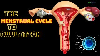 The Menstrual Cycle From Menstruation to Ovulation  3D Animation [upl. by Berty607]