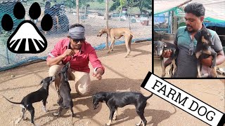 Kanni  Chippiparai  Kombai  Rajapalayam Dog Farm At Sivakasi  10km Drive [upl. by Oleg]