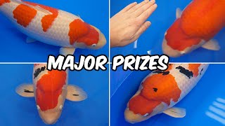 All Japan Koi Show 2024  Major Prize Winners [upl. by Nido341]