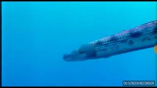 Swimming Gisela’s Bichir Deep in Lake Tanganyika [upl. by Carry964]