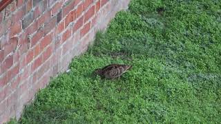 Woodcock in the garden [upl. by Aluino]