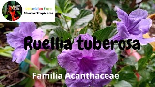 Ruellia tuberosa o yuquilla  Familia Acanthaceae [upl. by Ettegroeg]