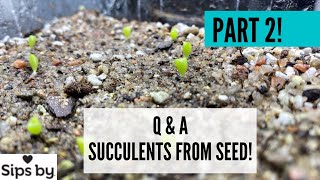 Part 2All Your Questions AnsweredStarting Succulents From Seed  Angels Grove Gardening  SIPSBY [upl. by Nnaeirelav]