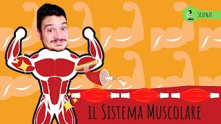 IL SISTEMA MUSCOLARE  Le scienze spiegate ai bambini di scuola primaria [upl. by Eliam132]