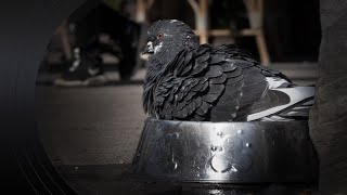 Pour réduire les excréments Toronto administre des contraceptifs aux pigeons [upl. by Negroj]