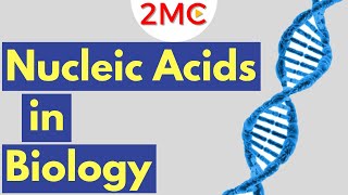 What are Nucleic Acids Nucleic Acid Structure amp Function [upl. by Adien686]