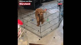 Cockapoo Pulls Off Daring Escape From Puppy Pen [upl. by Schell436]