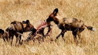 Perros Salvajes  Perros Cazadores  Documental Nat Geo [upl. by Cummins]