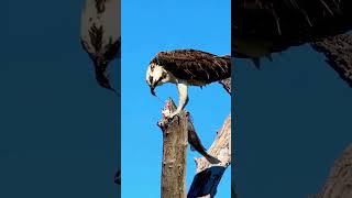 eagle eating fish eye 🦅😳pakfancybirds6300 [upl. by Hammad]