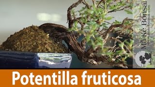 122 Potentilla fruticosa Bonsai Tree Care of a great Flowering Bonsai Trees for Beginners [upl. by Darrell301]