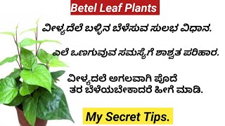 How to grow betel leaf plantsವೀಳ್ಯದೆಲೆ ಬಳ್ಳಿ ನೆಡುವ ವಿಧಾನhow to get big leaves in betel plants [upl. by Hamlin371]