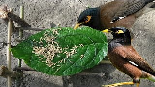 How to Make a Simple Bird Trap  DIY Simple Bird Trap for Catching Myna Birds [upl. by Aryajay]