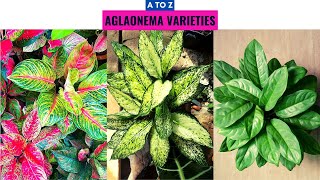 Aglaonema Varieties [upl. by Suchta862]