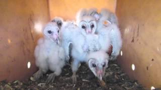 Barn Owl Chicks [upl. by Dier]