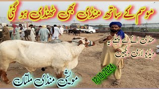 Maweshi Mandi Multan Today update 12102024 Desi Shaiwal Nasal KY Bachray [upl. by Martel]