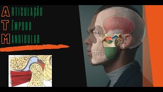 Anatomia da ATM Articulação Temporomandibular [upl. by Nahsar]