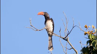 Crowned Hornbill Call [upl. by Inessa]