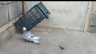 Pigeon trap how to trap pigeons [upl. by Dorcia]