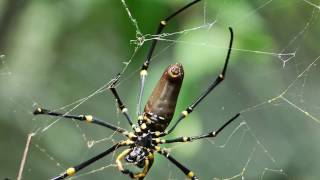 Dangerous Mating Behaviour  Golden Orb Weaver Spider [upl. by Dinesh76]