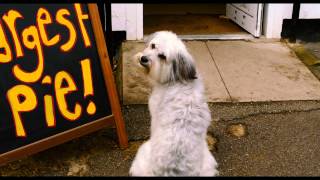 Pudsey The Dog The Movie  Hes Got The Love Vertigo Films HD [upl. by Neeoma]