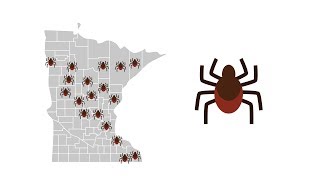 How Blacklegged Ticks Deer Ticks Live [upl. by Grantham248]