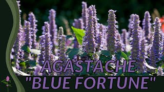 All About AGASTACHE BLUE FORTUNE 🌺🌺🌺 [upl. by Yrrak]