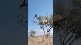 Hungry hunting lioness of samburu foryou viralvideo trendingshorts indiaviralshortrussiachina [upl. by Etta]