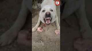 🐕‍🦺🐾Mastín Español Ladrando Gruñendo y Comiendo Perro en Modo Defensivo by mixim89 [upl. by Krause]