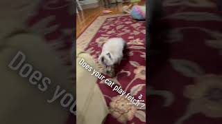 Ragamuffin kitten playing fetch cat kitten ragamuffin fetch [upl. by Vida844]