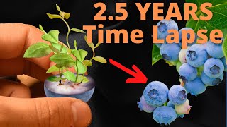 Growing Blueberries from Seeds to BERRIES Time Lapse [upl. by Lali]