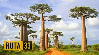 La Avenida de los Baobabs  Madagascar [upl. by Begga]