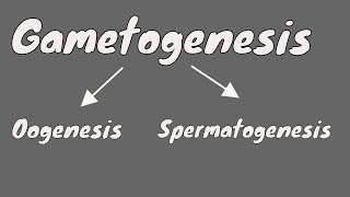 Gametogenesis  Oogeneis  Gametogenesis female  part 1 [upl. by Ordnasil]