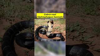 Cobrareal Ophiophagus hannah [upl. by Hylton]