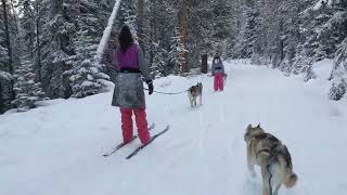 Family skijoring [upl. by Joslyn]