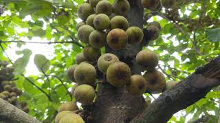 lots of Ficus auriculata fruit 滿樹的大果榕（野無花果）果實 [upl. by Hardigg]