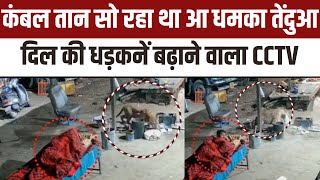 Tendua VIral Video बेफ्रिक सो रहा था तेंदुए ने मारा झपट्टा हुआ CCTV वायरल [upl. by Snej]