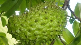 Soursop Guanabana Tree [upl. by Ginsburg275]