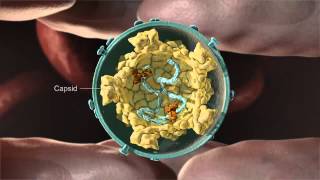 Anatomy of a Retrovirus [upl. by Eisak]