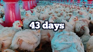 43 days poultrybussines animalhusbandry bussines farming farming poultrybusiness [upl. by Pietje533]