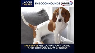 12weekold coonhound pups need new homes [upl. by Nahtnaoj]