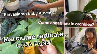 VLOG Annaffiamo orchidee salviamo piante da interno e rinvasiamo [upl. by Anniken]