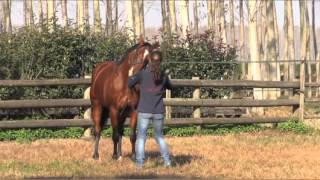 WORKSHOP SU PEDIGREE E GENETICA DEL CAVALLO PUROSANGUE [upl. by Maggee]