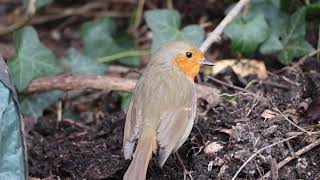 Son of Bob and dunnock singing [upl. by Salvador]