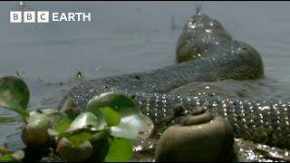 The Pantanal The Land of Giant Animals  How Nature Works  BBC Earth [upl. by Nesyaj]