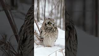 Random Fact  Owls Edition randomfact owlfacts naturalworld animalfacts wildlife animalshorts [upl. by Landbert]