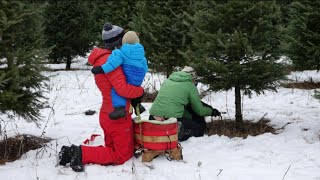 Les sapins de Noël naturels trouvent preneurs [upl. by Nuyh825]