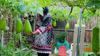 অনেকদিন পর ভাইয় বাসায় গেলাম পুরাই অবাক ২টা গাছে মাশাল্লাহ ২৫৩০টা লাউ আসছে এতো সুন্দর ফলন [upl. by Island]