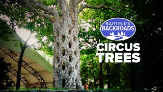 Circus Trees at Gilroy Gardens will leave you wondering How did they do that [upl. by Ennaej]