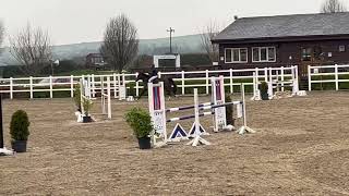 Bitless jumping in a Micklem Multi Bridle 9th March 2024 Boleybawn Tornado 2018 mare x Jorado [upl. by Ardelis261]