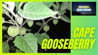 How to Clone Cape Gooseberry  How to Grow Physalis  Ground Cherries [upl. by Nelyk]